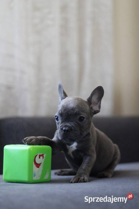 Buldog francuski Częstochowa