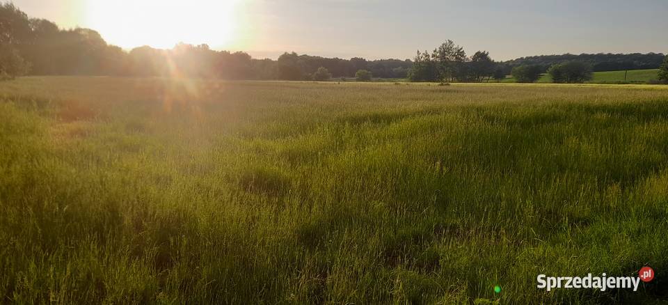 Łąka do skoszenia na siano Wrocław sprzedam