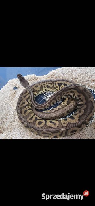 Pyton królewski dorosla samica leopard pastel Gady i płazy Stargard sprzedam