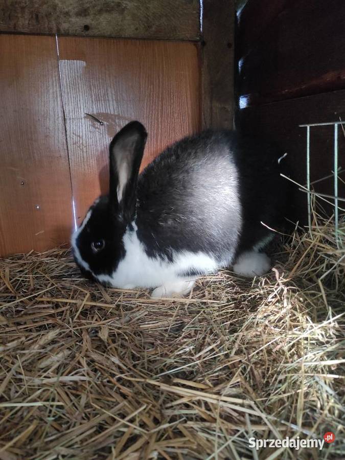 Króliki hodowlane samice