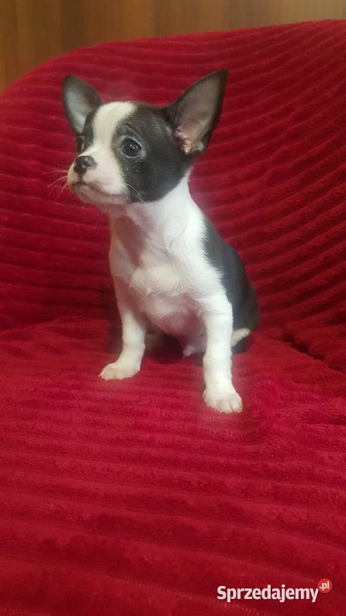 Piesek chihuahua biało czarny Płońsk