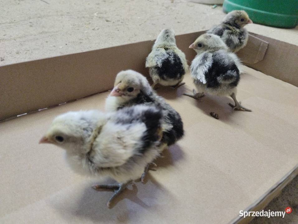 Pisklęta kurczęta ayam cemani vorwerk hamburskie Ptaki Ptaki Opatów