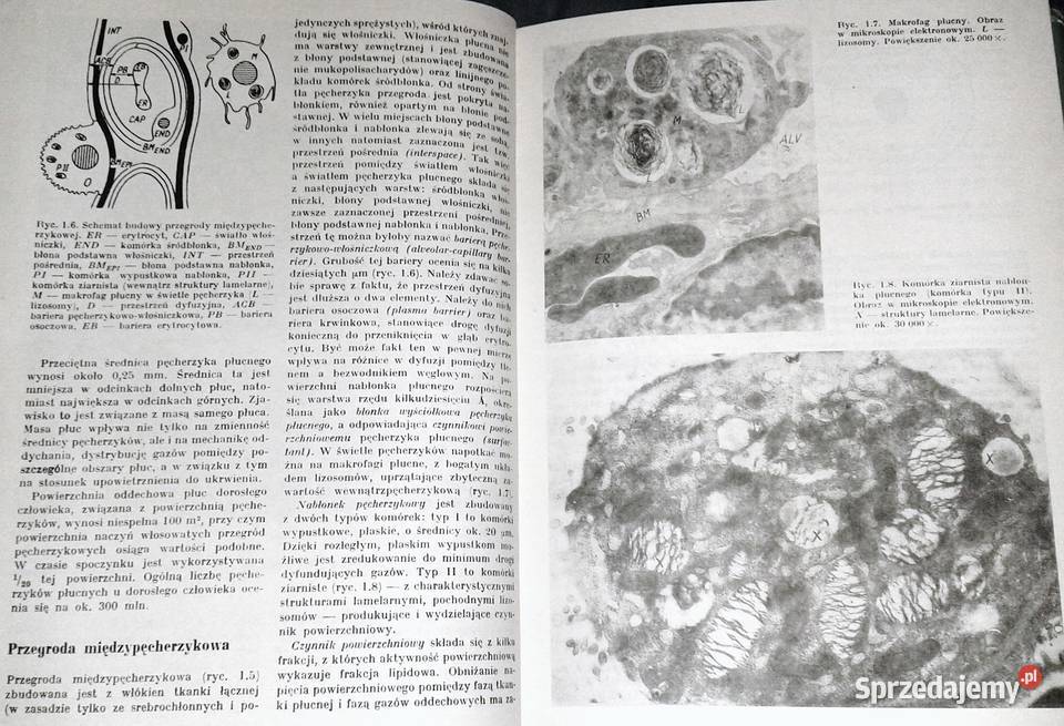 Nauka o chorobach wewnętrznych Tom 5 Witold lubelskie Chełm