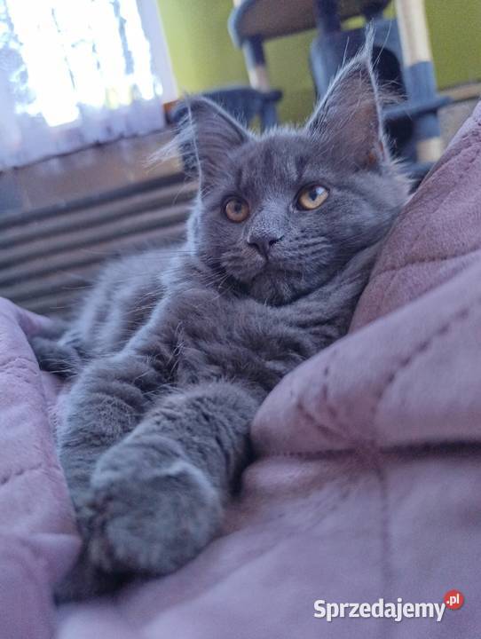 Kotka Maine coon Krasnystaw