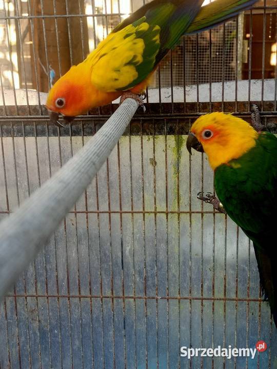 Konury papugi Główczewice