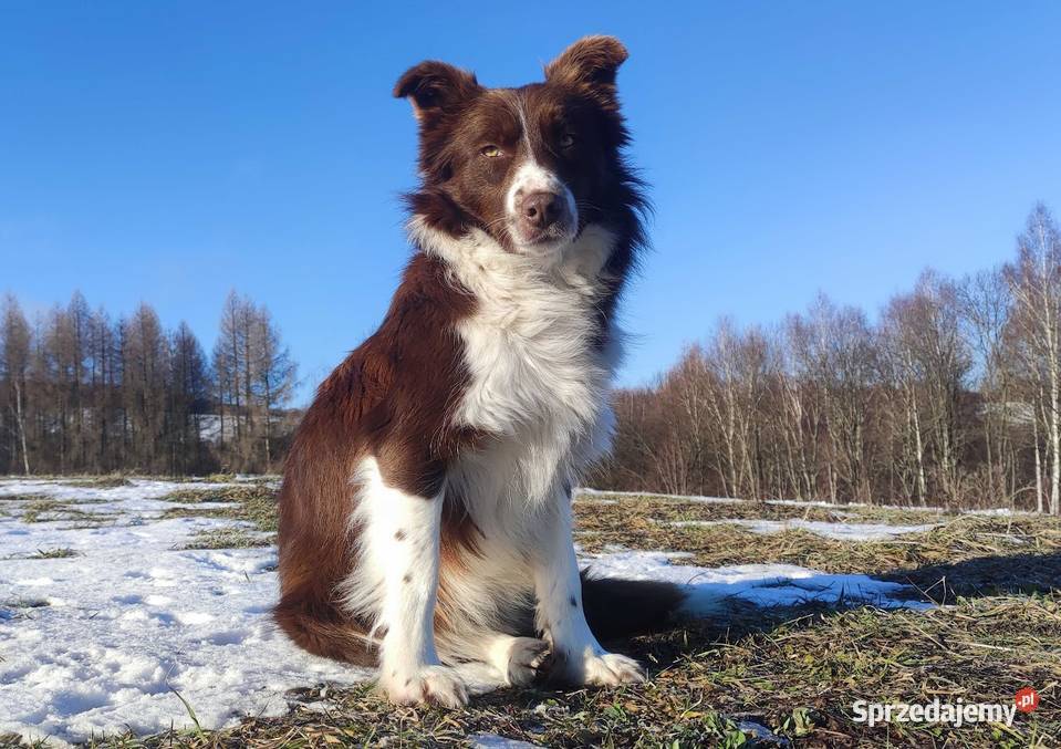 Rasowy Pies Border Collie TONY z pełną dok z