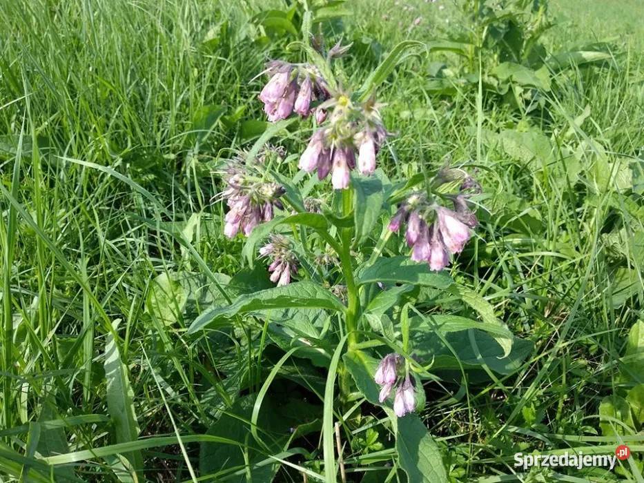 żywokost korzeń świeży dziko rosnący Kryg