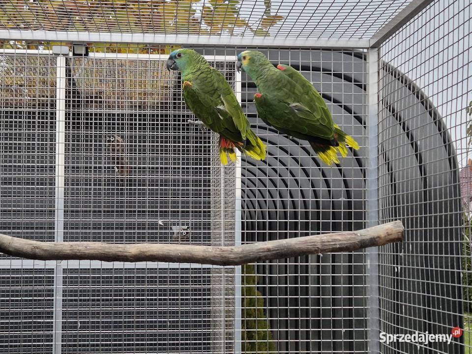 Amazonki niebieskoczelne Ptaki Rakoniewice