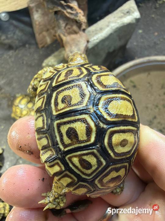 Żółwie lamparcie Gady i płazy dolnośląskie