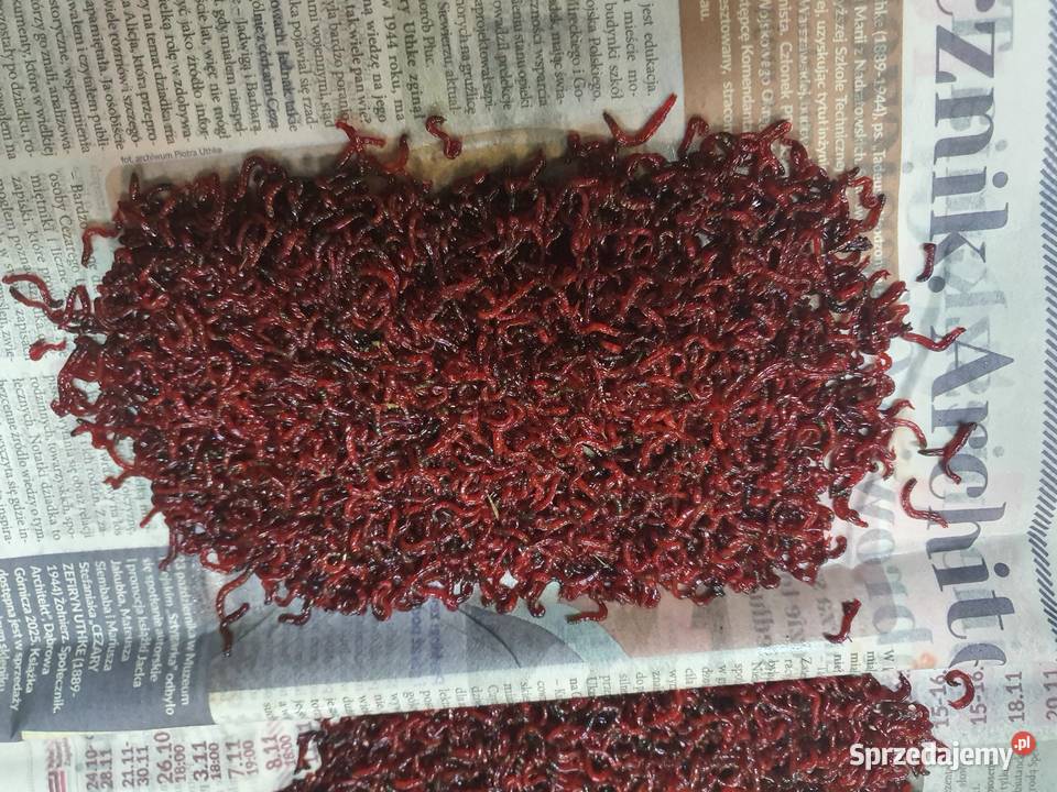 W SPRZEDAŻY ŚWIEŻUTKA OCHOTKA WĘDKARSKI W ŁĘGU Łęg Tarnowski