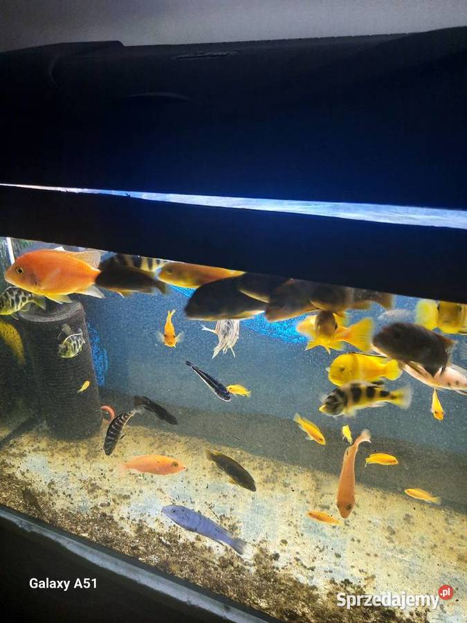 Pyszczaki malawi ponad 50 sztuk Brzeszcze