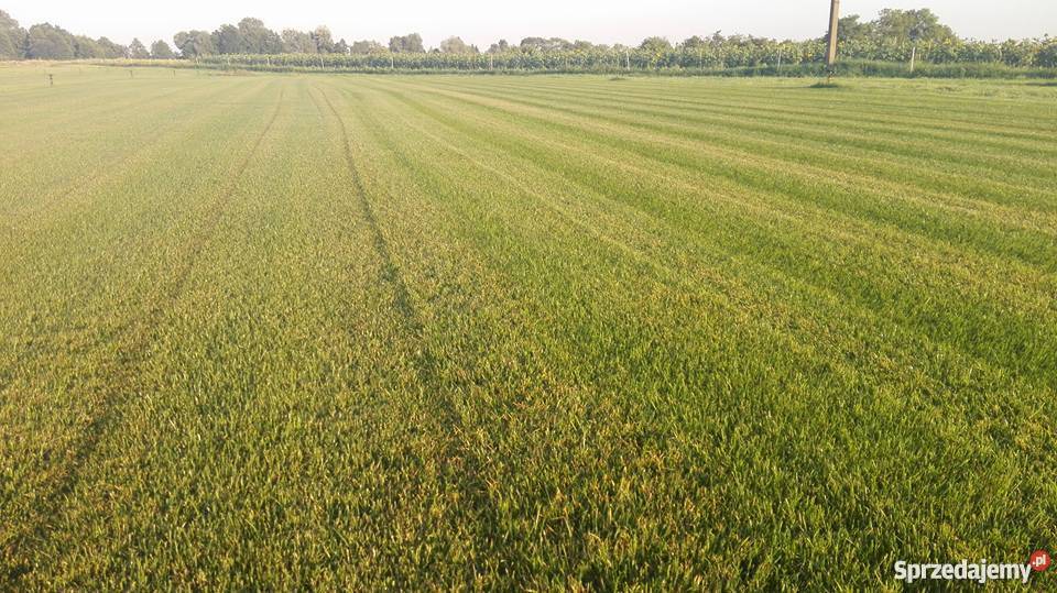 Producent trawy z rolki na folii 13 m2 Usługi ogrodnicze Konstancin-Jeziorna