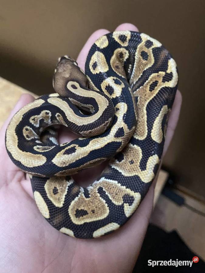 Pyton królewski samica