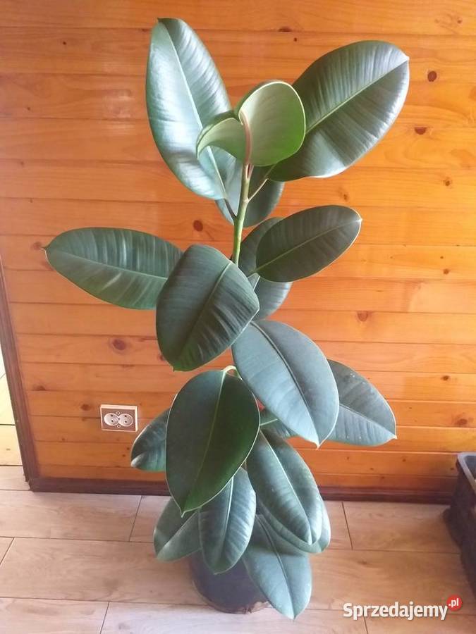 Kwiaty doniczkowe Zduńska Wola