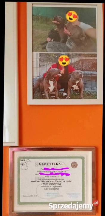 American staffordshire terrier Brzeg