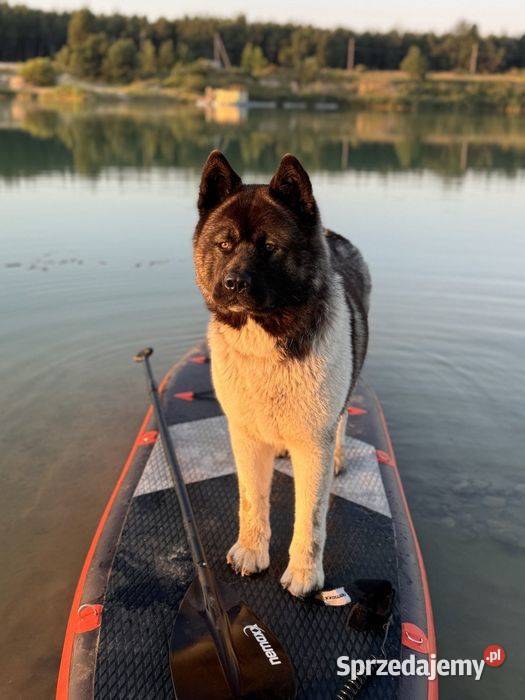 Szczenięta rasy American Akita Lublin