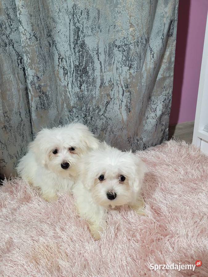 Maltańczyki pieski i suczki Maltańczyk Kraków