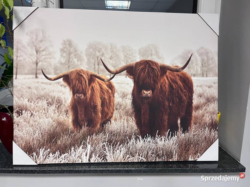 Obraz Szkockie krowy Highland Cattle duży format Plakaty Łochowo sprzedam