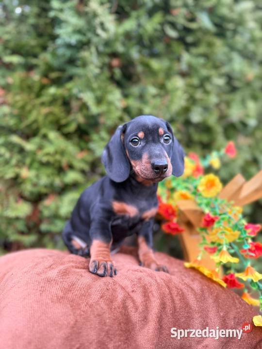 Piękny piesek jamnik miniaturowy czarny Kraków