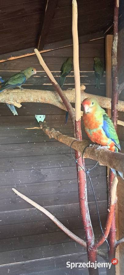 Rozelle żółtolice Hrubieszów