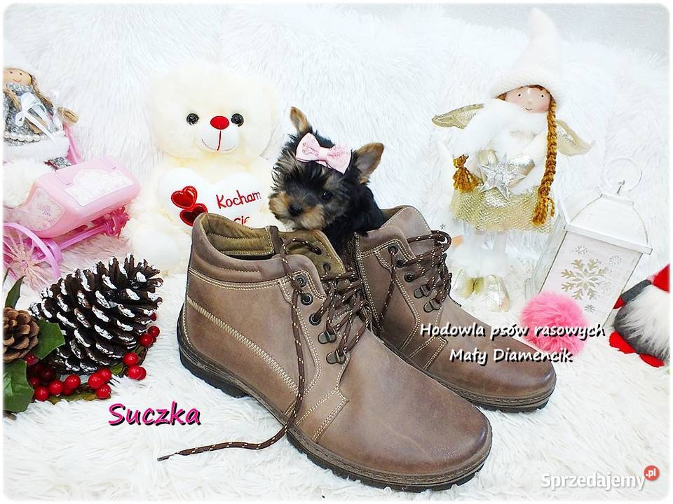 Mini XS Malutka Suczka Yorkshire Terrier Do