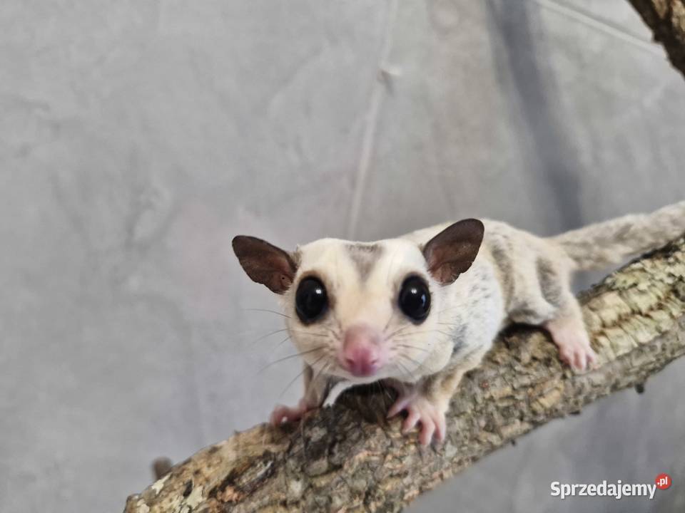 Lotopałanki Karłowate samice I samce Oława