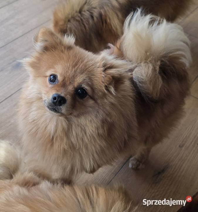 Pomeranian suczka szpic miniaturowy zkwp FCI sprzedam