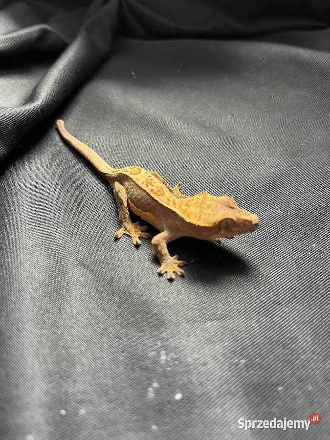 Gekon orzęsiony ciliatus crested gecko śląskie Rybnik sprzedam