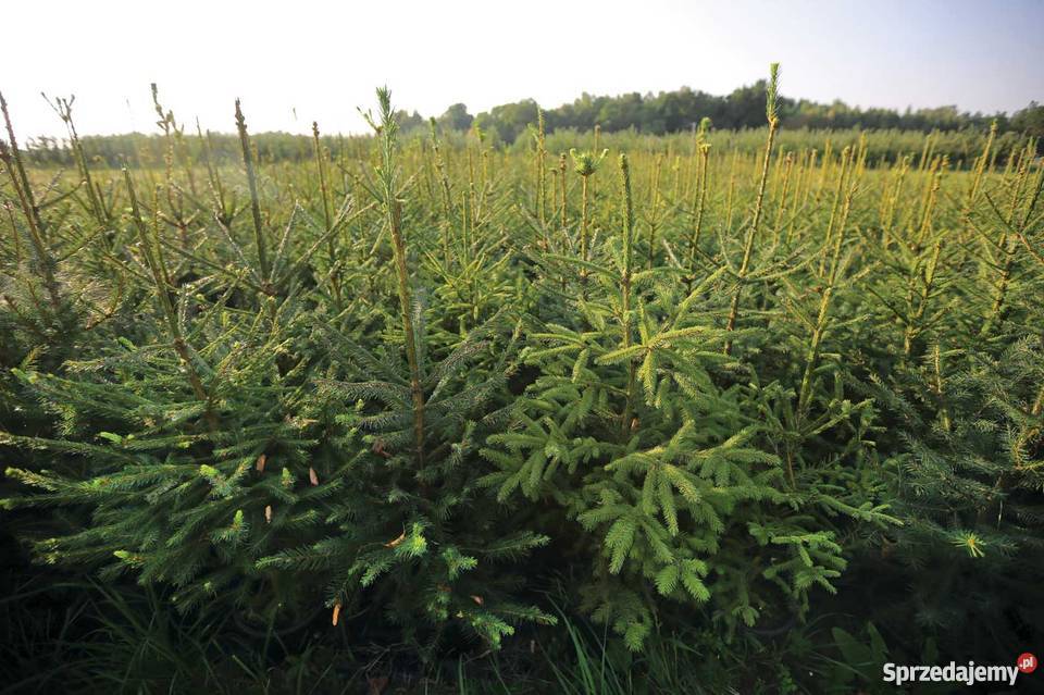 Choinki Świerk JodłaOzdobychoinki ręcznie mazowieckie Siedlce