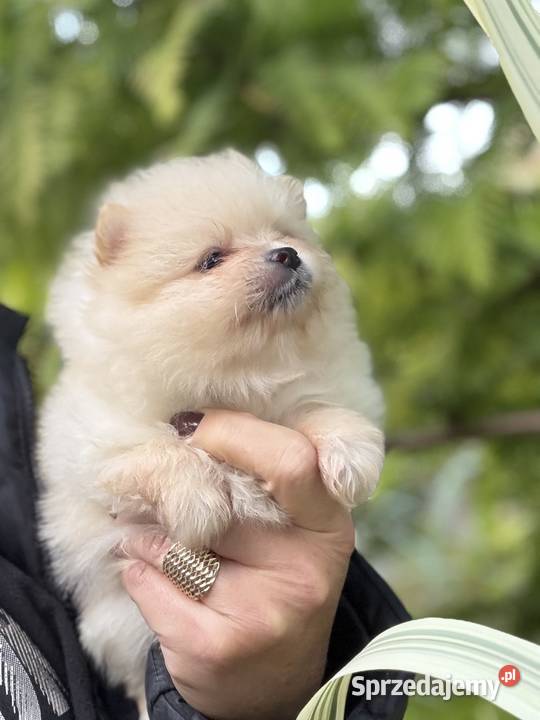 Szpic miniaturowy Pomeranian Gorzów Wielkopolski