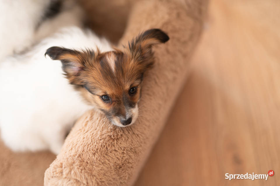 Szczeniak Papillon Spaniel Kontynentalny ZKwP