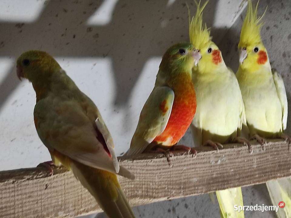 Świergotki samce i samice mazowieckie Rębków