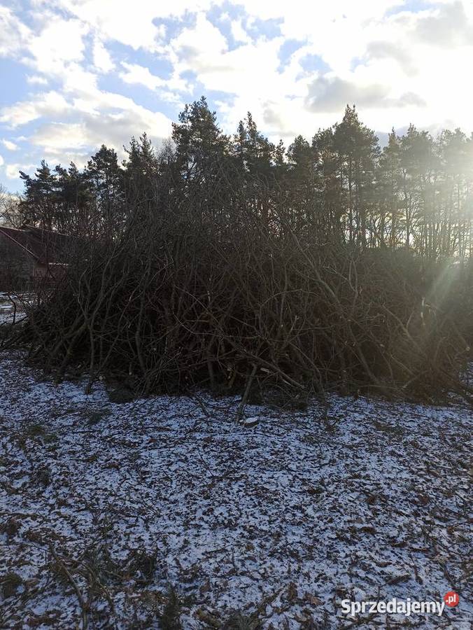 ODDAM GAŁĘZIE DUŻA ILOŚĆ sprzedam