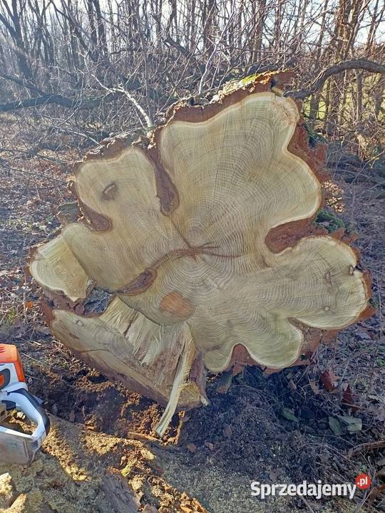 Drewno akacja Głubczyce