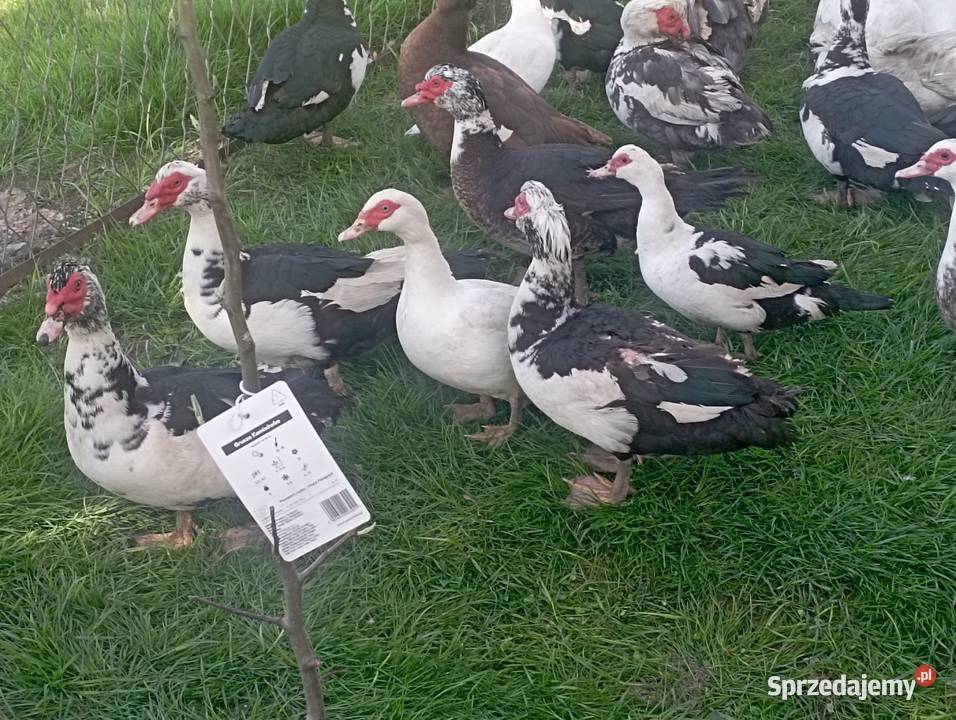 10 Gęsi ODCHOWANE do Dalszego CHOWU 7 Kaczorów Rolnictwo
