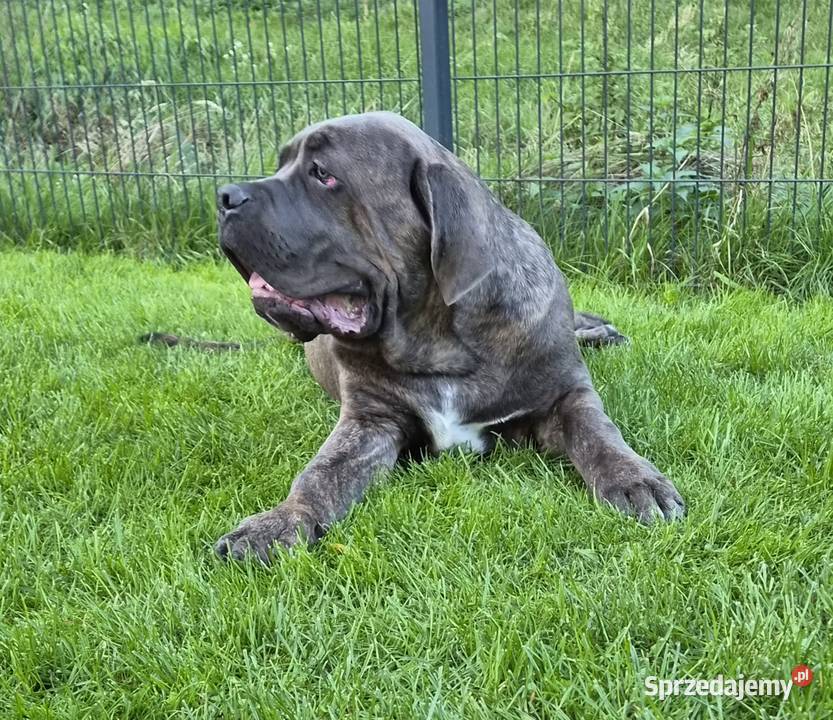 Cane Corso Italiano pies 6miesięczny szary Pozostałe Gończyce