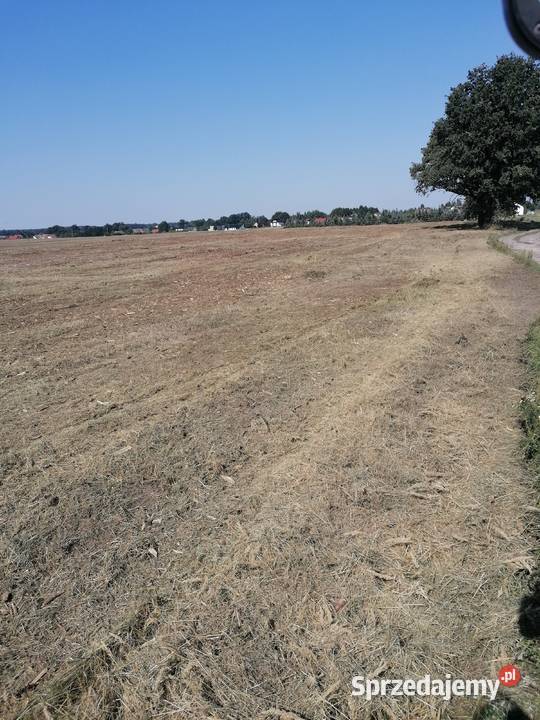 Mulczer leśny mulczowanie karczowanie Karczowanie i usuwanie drzew Olesno