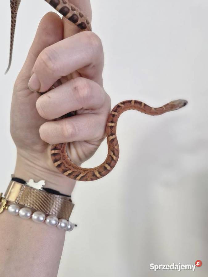 Węże zbożowe Palmetto I Scaleless Oława