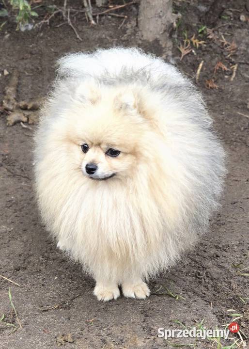 Pomeranian szpic miniaturowy zkwp FCI Piątkowisko