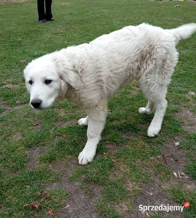 Owczarek podhalański