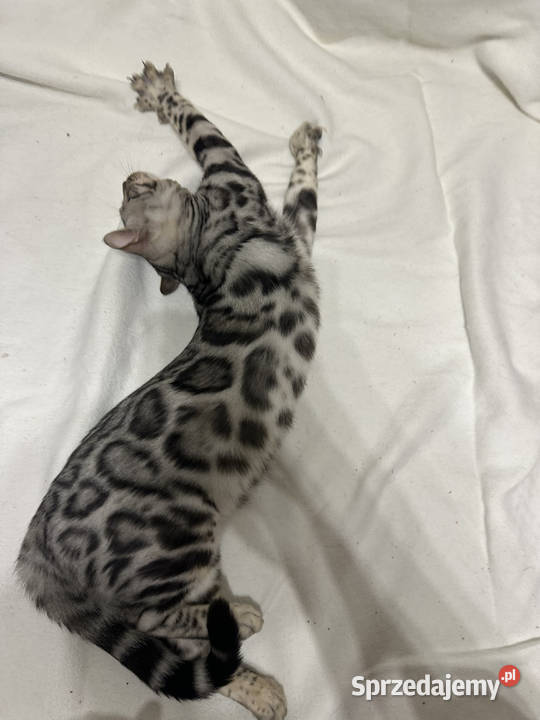 Bengal Blanco 5 miesięczny kocur Silver Spotted