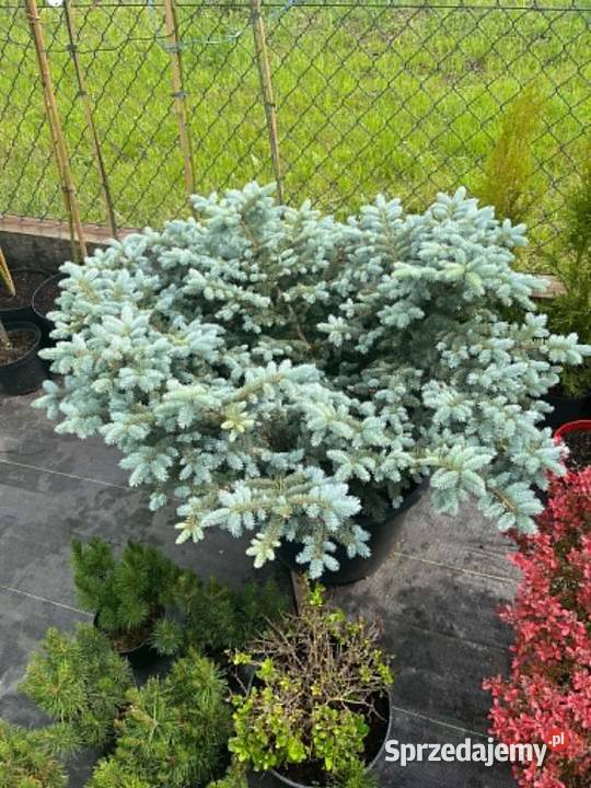 bonsai sosna gnom 120 Biertowice
