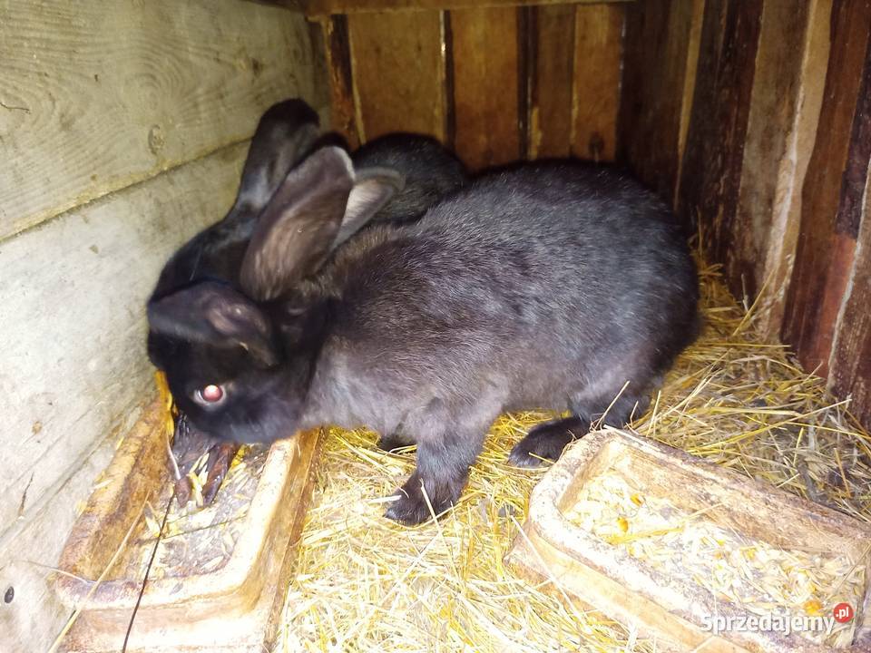 króliki młode SAMCE z przydomowej hodowli Grabówka