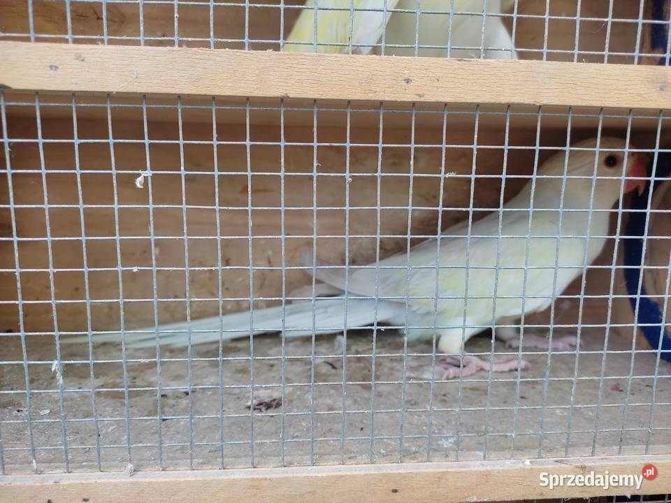 Aleksandretty obrozne z 25r Łaziska Górne