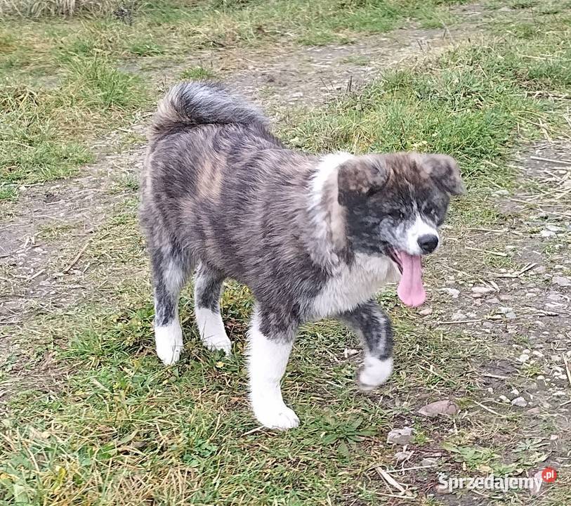 Szczenięta Japońska Akita Inu Międzychód