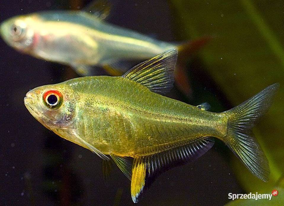 Bystrzyk pięknopłetwy Hyphessobrycon pomorskie Gdańsk
