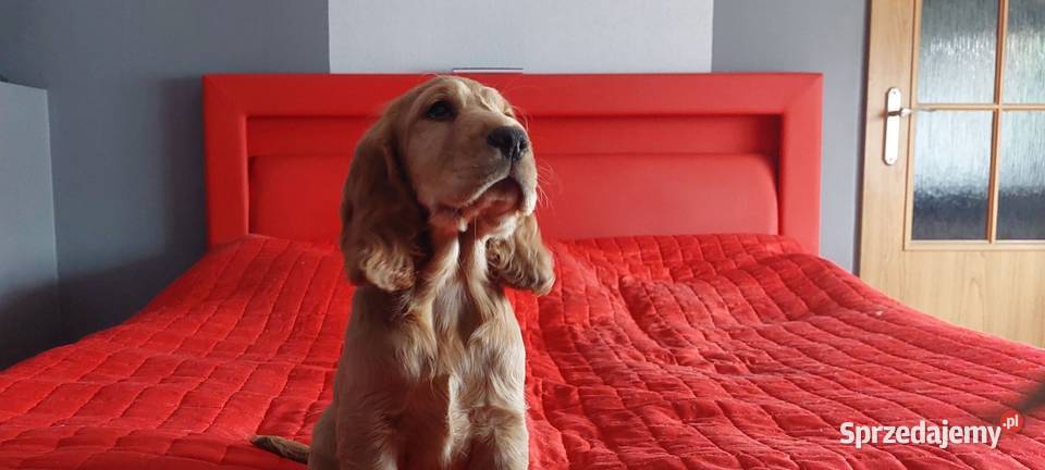 Cocker Spaniel angielski wielkopolskie Rawicz sprzedam
