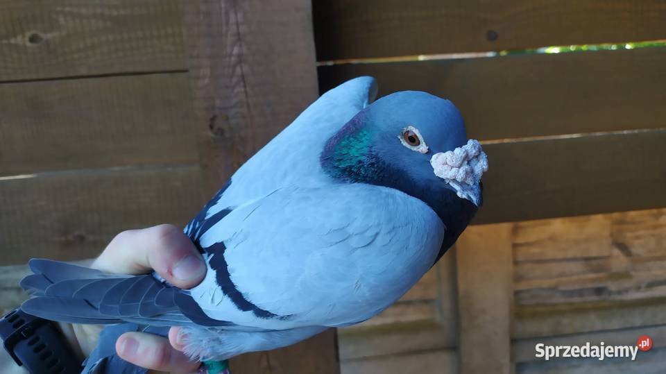 Gołębie pocztowe Częstochowa