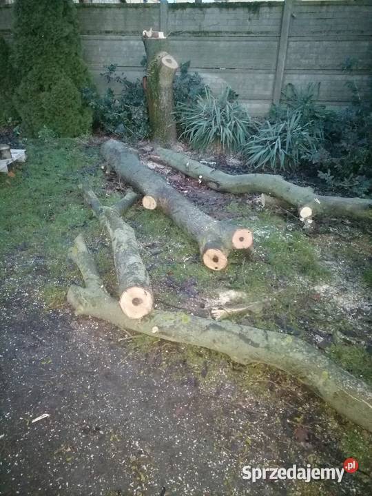 Pień orzecha włoskiego wielkopolskie Kalisz sprzedam