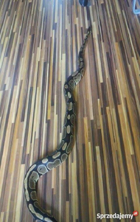 Pyton Królewski Python Regius Classic Warszawa
